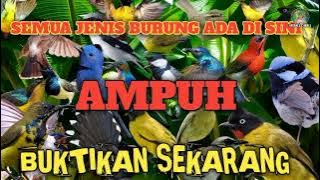 MP3 paling gila sedunia ❗ bikin burung satu kebun terpikat habis wow amazing ❗