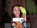 قوم من النوم يا مشعل علي فؤاد ترند تريند ببغاء متكلم Alifouad ببغاء طنطل 