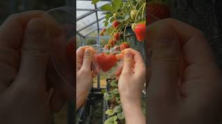 I Grew a Perfect Heart-Shaped Strawberry | Would you try growing your own heart-shaped fruit?