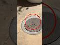 "What Came Out of the Drain Shocked Them