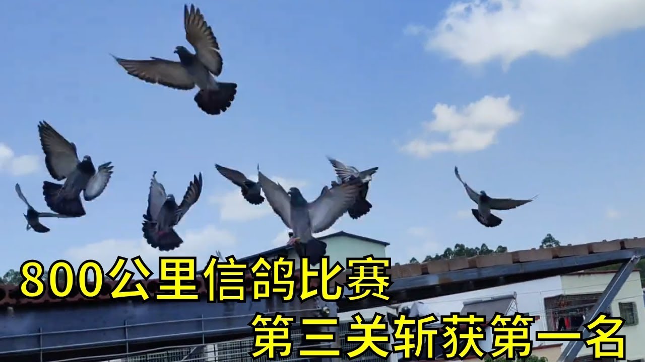 紧张刺激的800公里信鸽比赛，24只鸽子参赛，一只刚下蛋的母鸽在第三关获得第一名，看来还是刚下蛋的鸽子最顾家。#信鸽赛鸽 #鸽子 #养鸽人