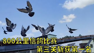 紧张刺激的800公里信鸽比赛，24只鸽子参赛，一只刚下蛋的母鸽在第三关获得第一名，看来还是刚下蛋的鸽子最顾家。#信鸽赛鸽 #鸽子 #养鸽人