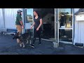 Board and Train, Ashley! Best Training and Boarding Program in Northern Virginia | Off Leash K9 Board and Train, Ashley! Best Training and Boarding Program in Northern Virginia | Off Leash K9
