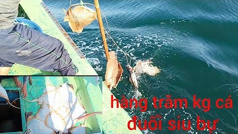 (phần1) hành trình giăng câu kều ngoài biển khơi trúng đậm hơn 800 kg cá đuối siu bự