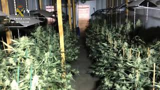 La Guardia Civil desmantela el mayor laboratorio de marihuana
