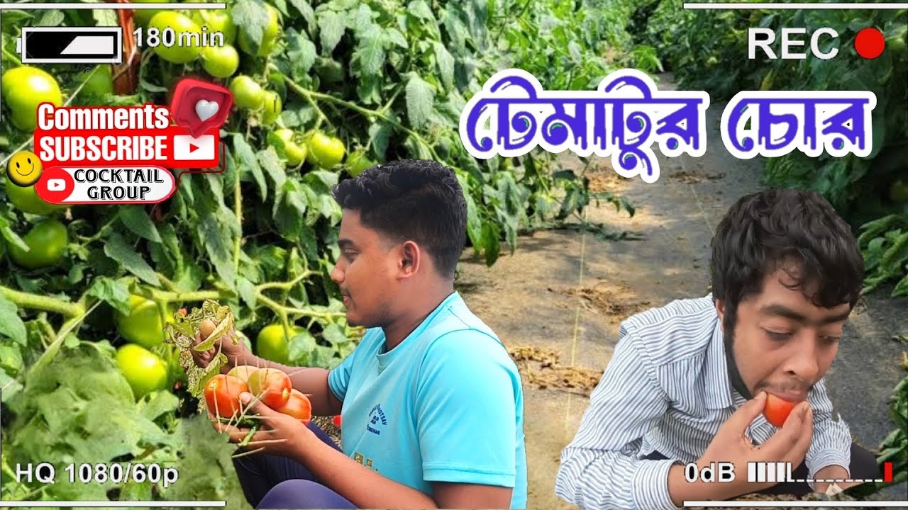 টমেটোর চোর 🍎 | Tomato chor 🍎 অস্থির হাসির ভিডিও/রাজবংশী হাসির ভিডিও‎ @CocktailGroupp