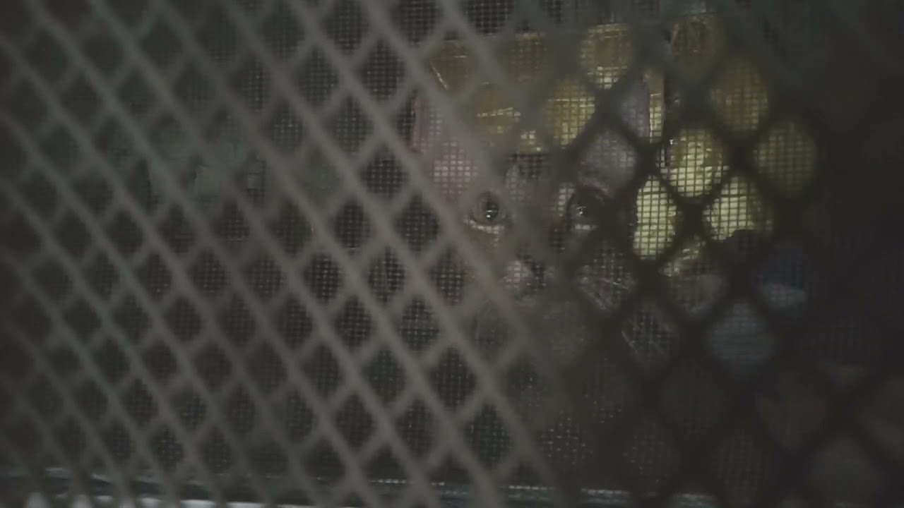 Cat Inside A Window Calling The Human To Return Home (featuring Mr.Tiger)