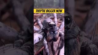 Global Warming Is Making Spiders HUGE — And It Helps?!