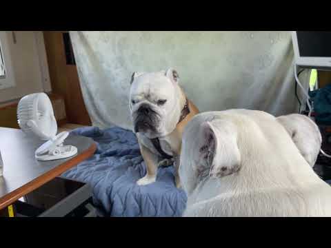 【おはぶる】朝からぶるまるダンスを披露していたのにカメラを向けるとピタリとやめた恥ずかしがり屋のブルドッグぶるまる