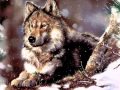 Sacred Spirit - Land of promise
