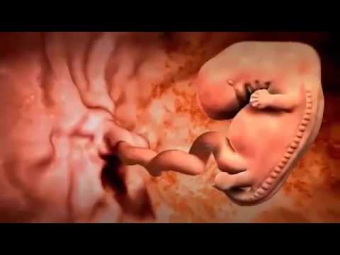 Babies In The Womb At 9 Months - 480x360 - jpeg Babies In The Womb At 9 Months