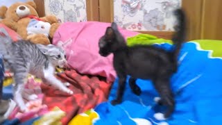 Adorable kittens playing || kitten chasing other kitten screenshot 3