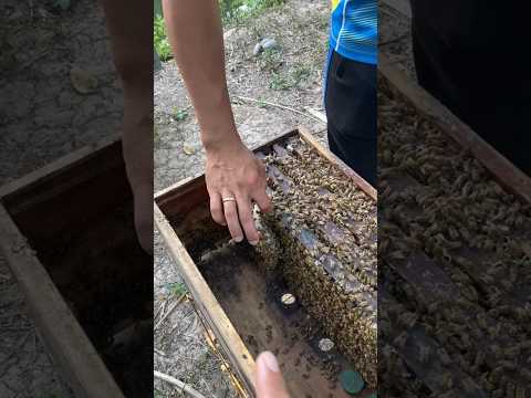 Video: Homemade Bee House: Làm Hộp Tổ Ong cho các nhà thụ phấn bản địa