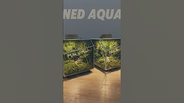 ⭐ FOREST VIBE 12 (Cubic 12 CM)🔸Hệ Sinh Thái Rêu Bảo Quản #nedaqua