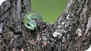 How an Indian Rock Python Hunts | Snakes SOS: Goa's Wildest | National Geographic