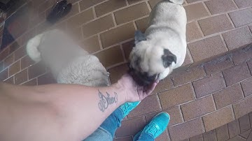 CARPET PYTHON IN MOUNT TAMBORINE