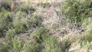 Κυνήγι λαγού με ιχνηλάτες πορσελέν 4 (Hare hunting with Porcelaine scenthounds 4)