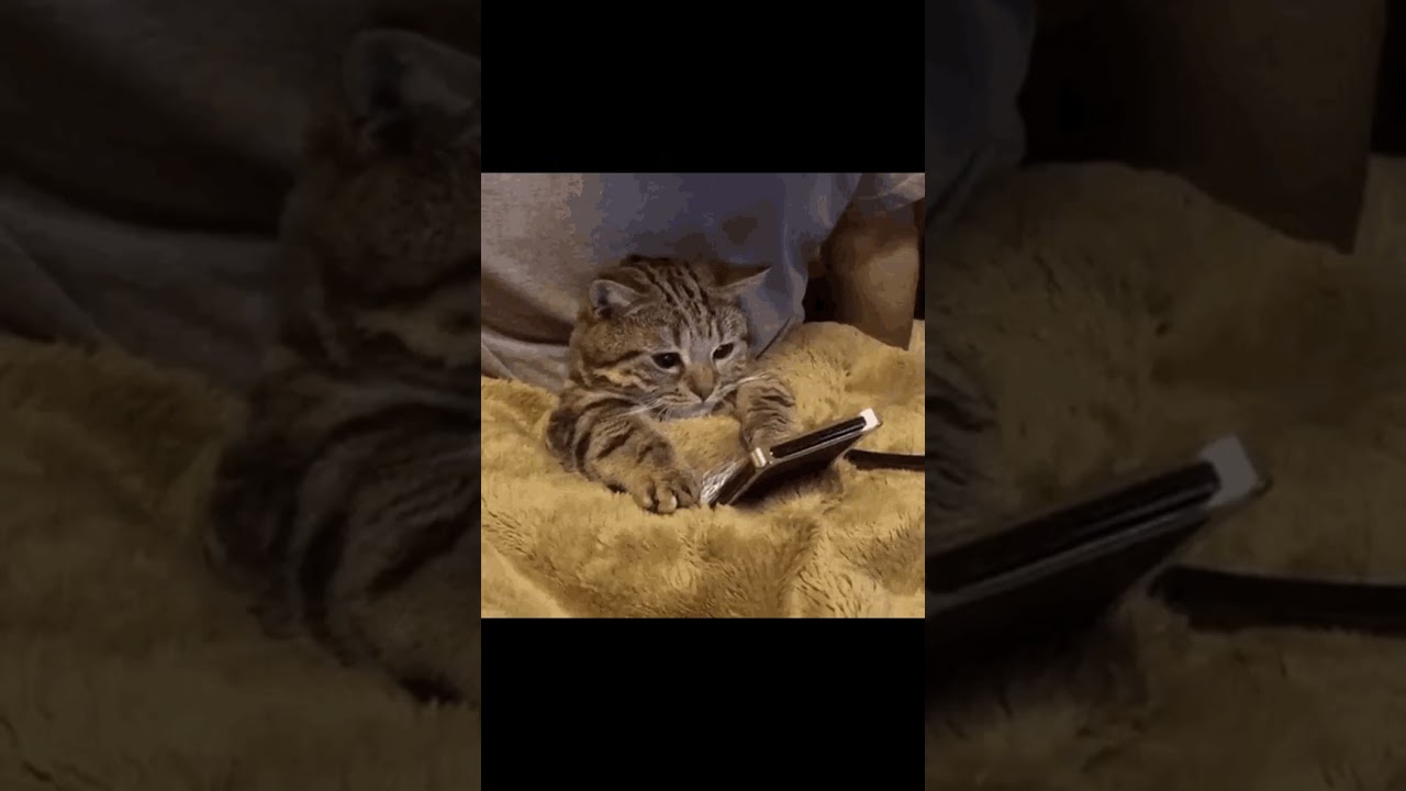 Fuck You Guy Lore Part 1 