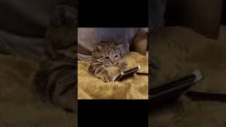 Fuck You Guy Lore Part 1 #cat #catmemes #memes #meowmemes #funny #catpictures