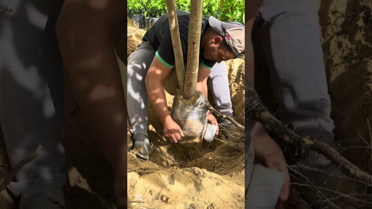 ازي انقل شجره كبيره من مكان الي مكان اخر 