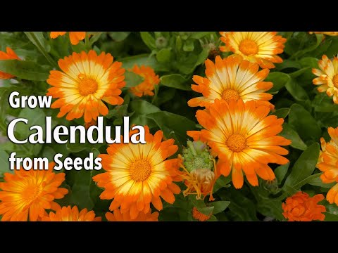 Video: Kan du dyrke Calendula i potter - Lær om pleje af containerdyrket calendula