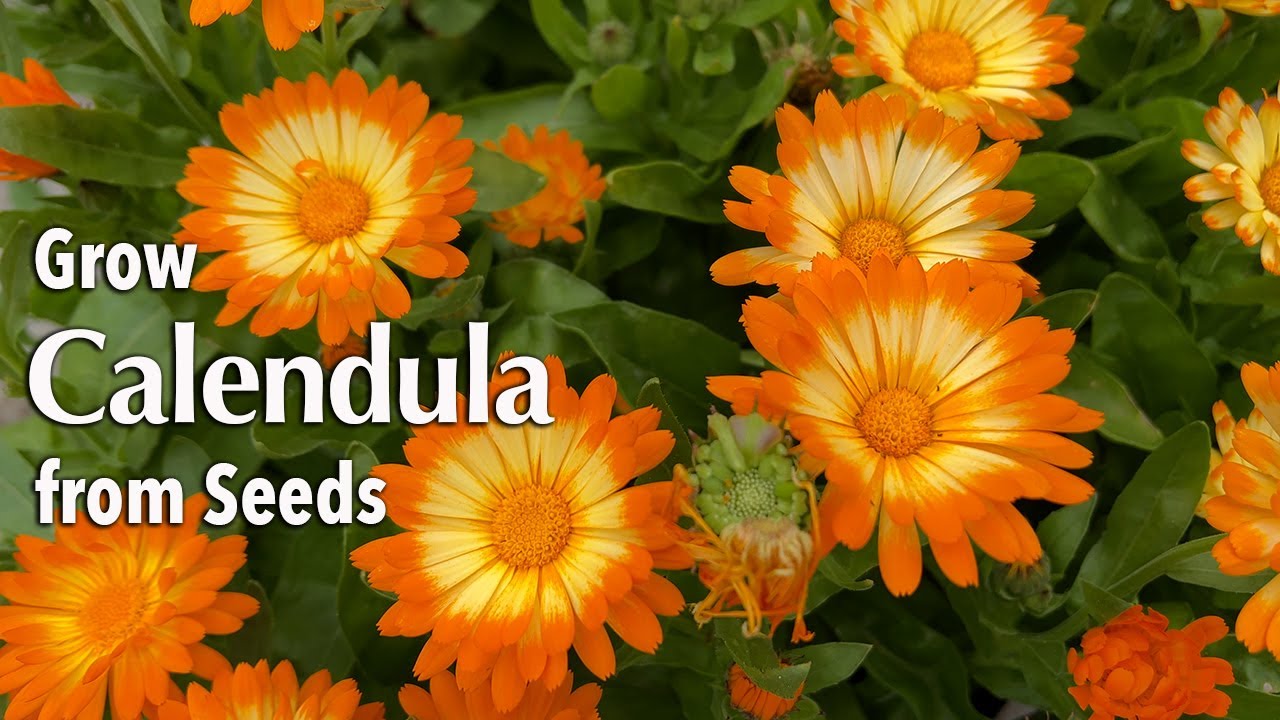 Calendula (Pot Marigold) Growing Guides, Tips, and Information