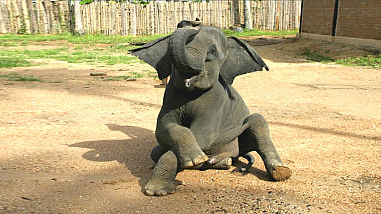 TOP 30 Funniest Elephants in the World😄