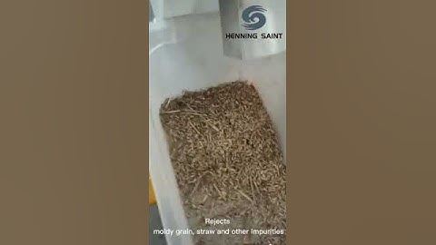 wheat sorting by Henning Saint color sorter