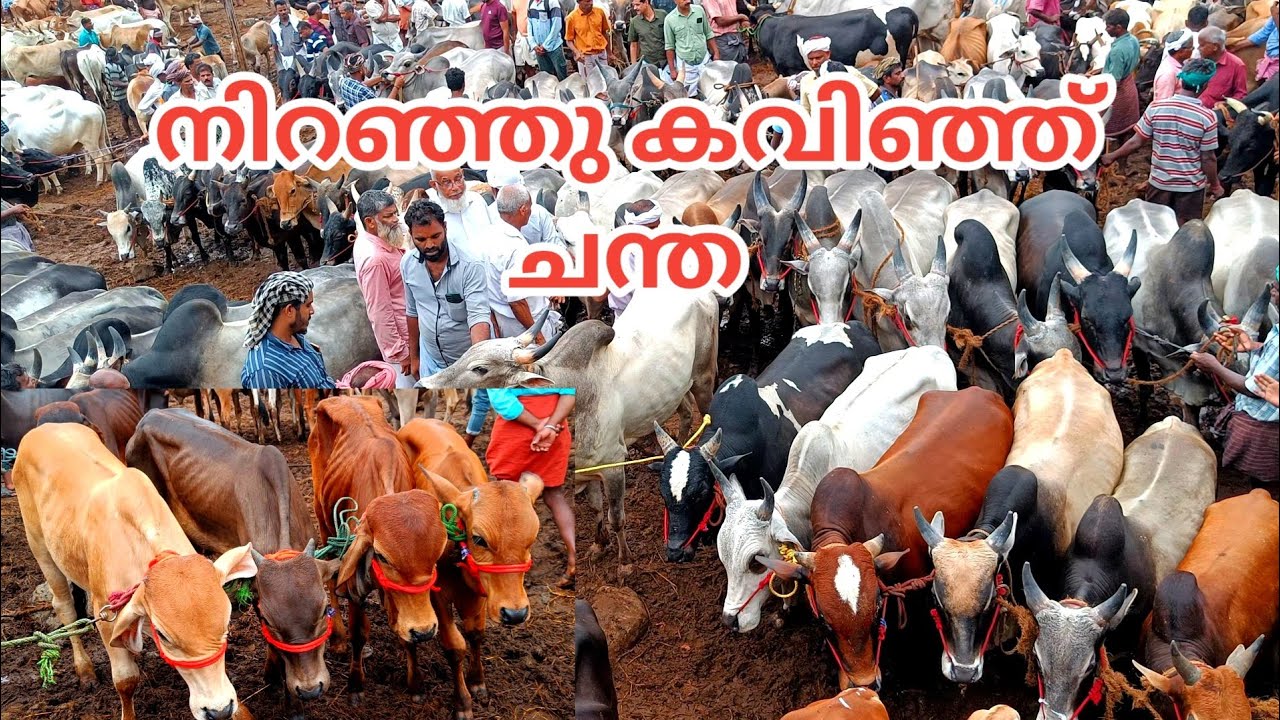 നിറഞ്ഞു കവിഞ്ഞ് വാണിയംകുളം ചന്ത | 2023 | bull | cow | calf | Milk | Buffalo | TECH AND VLOGS