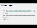 Central dogma 3-D