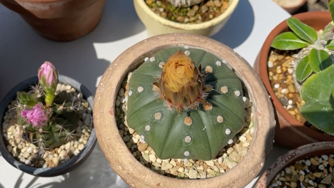 癒やし系サボテン 翠冠玉に兜丸 トゲのかわりにふわふわ綿毛で癒される 育て方も教えます 多肉植物狂い Vol 03 Gardenstory ガーデンストーリー