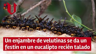 AVISPA ASIÁTICA EN GALICIA | Un enjambre de velutinas se da un festín en un eucalipto recién talado