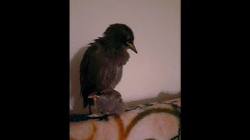 Rescued Baby Starling and Disabled Baby Sparrow Became Best Friends