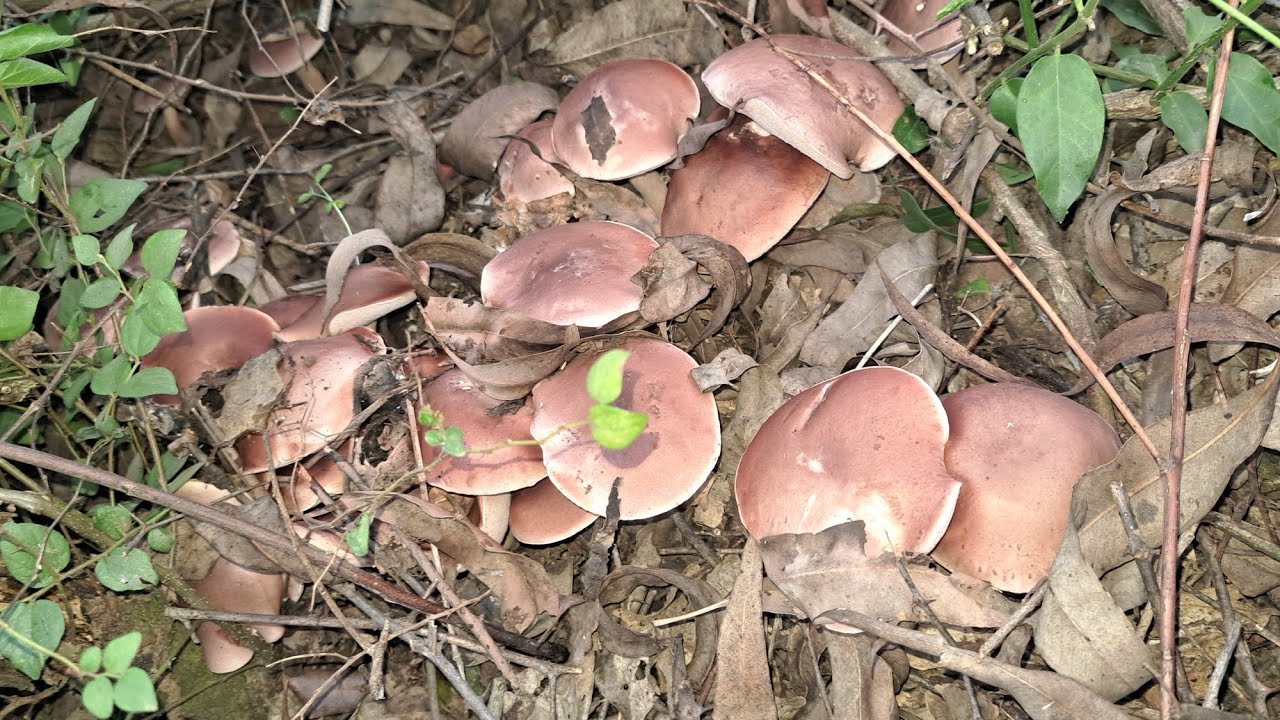 ในที่สุดปีนี้ก็ได้เก็บเห็ดผึ้งขมแล้ว (เห็ดขมยูคา) 19 พฤษภาคม ค.ศ. 2025