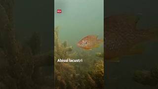 Quanto sono profondi i nostri laghi? | Il Giardino di Albert | RSI