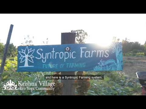Transform the way you grow your food, save water and multiply productivity in your backyard, market garden or large-scale farm: https://krishnavillage-retreat.com/syntropic The word 'Syntropy' in an agroforestry concept which refers to "increasing complexity" or bio-diversity within the system.
