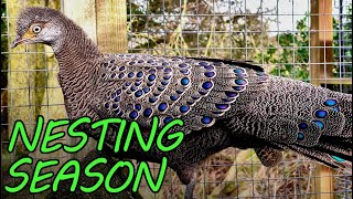 Incredible Pheasants | Preparing the Pheasants for Nesting Season by Brimwood Farm 1,485 views 3 months ago 20 minutes