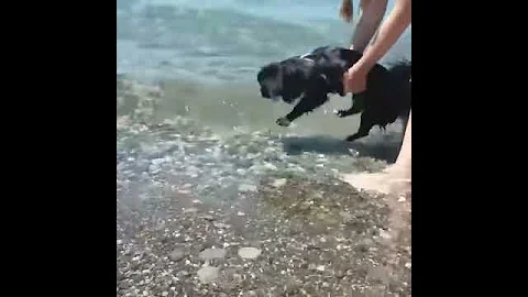 Учим плавать японского хина☺