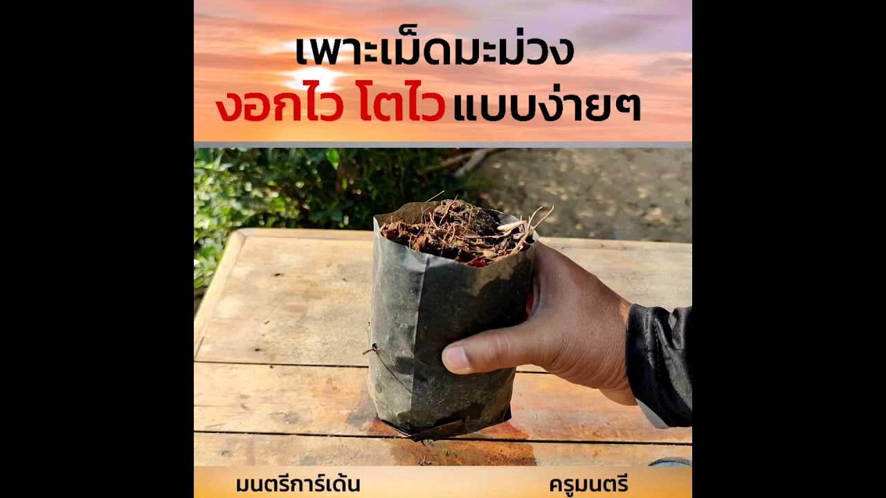 เพาะเม็ดมะม่วงแบบง่ายๆ