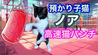 【猫】ノア高速ネコパンチ【預かり子猫】 by たにんごch 178 views 8 months ago 2 minutes, 5 seconds