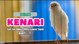 Suara PANCINGAN KENARI PAUD Belajar Bunyi Ngeriwik Kenari GACOR Panjang || Masteran Kenari Paud #779