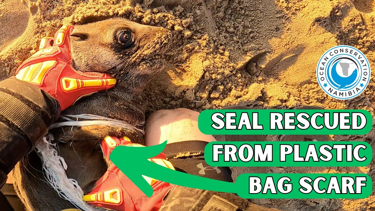 Seal Rescued From Plastic Bag Scarf