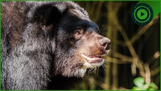 Did This Bear Create the YETI Legend (Tracking the Himalayan Black Bear)