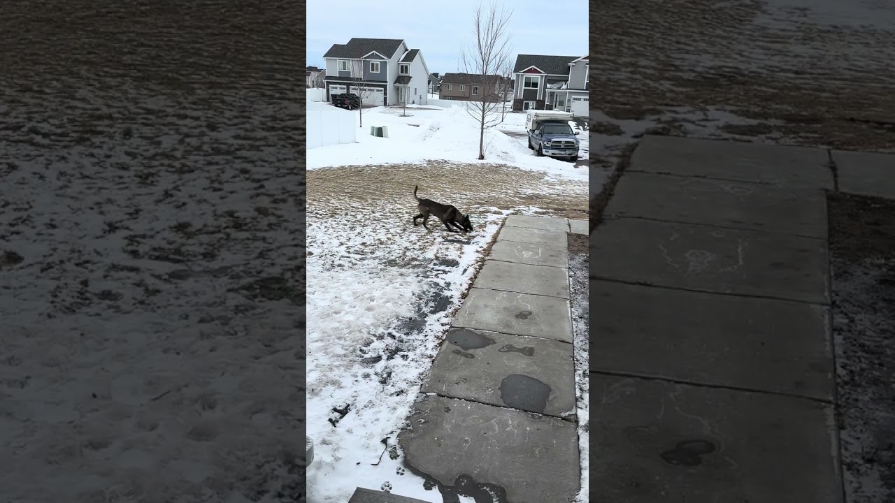 Belgian malinois beautiful Dog video ￼￼