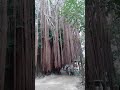 EL ÁRBOL MILENARIO DE LA SIERRA NEVADA DE SANTA MARTA - VEN Y CONOCELO