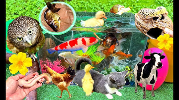 Con Vịt Con Cá, Khám Phá Thế Giới Động Vật Dễ Thương, Con Bò, Con Mèo, Con Ốc, Cá Koi, Con Thỏ, Cua