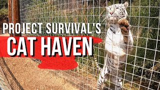 A Visit to Project Survival's Cat Haven | Big Wild Cats | Family Travel Vlog