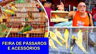 Feira de Pássaros do Cordeiro  01/10  parte 2 #passaros #criarpassaros #feiralivre