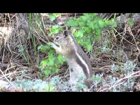 花を食べるリス Youtube