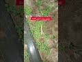 کشت خشخاش از زمان غوزه تا هفته اول